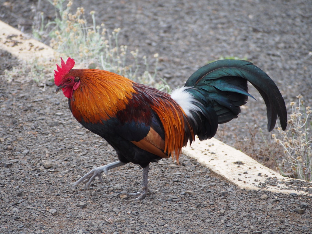 PB132452 Feral chicken or moa. Locals are telling a story … Flickr