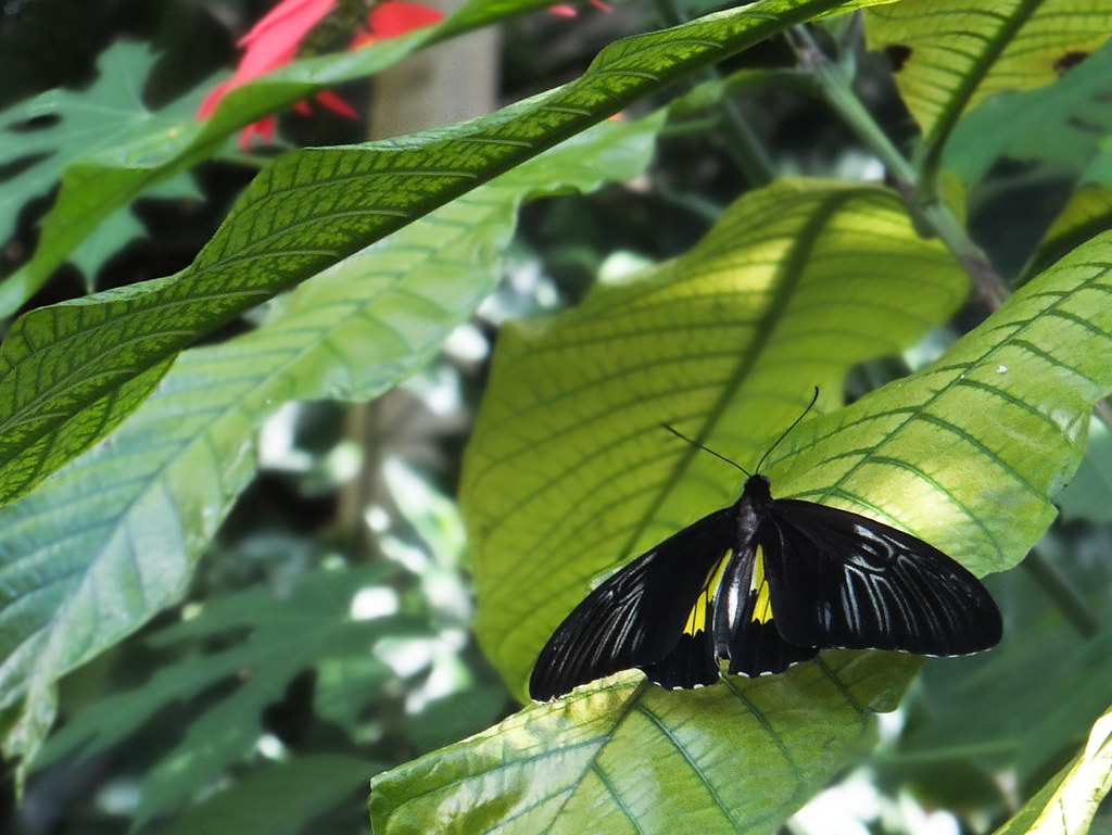 Houston Butterflies Butterfly exhibit at the Cockrell Butt… Flickr