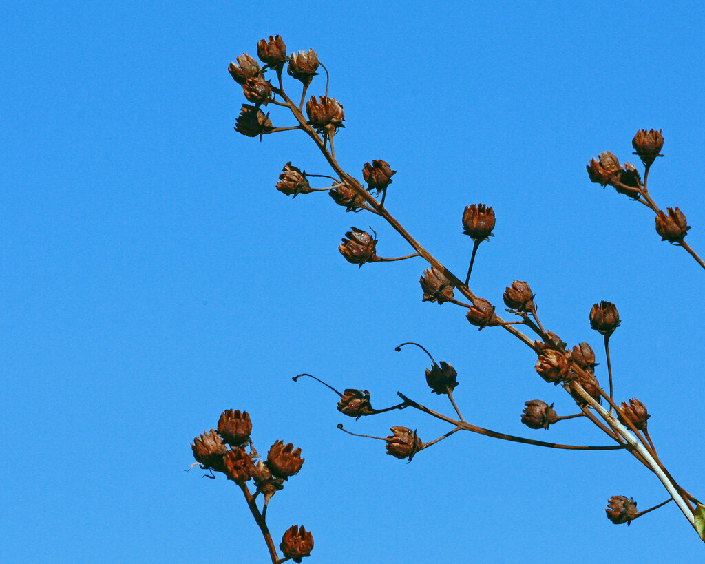 Tarflower (Bejaria racemosa; Ericaceae) Savage Christmas C… Flickr