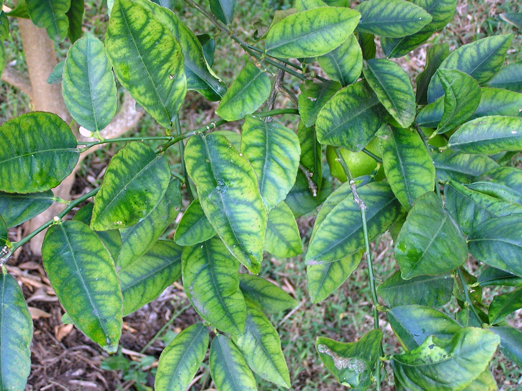 PC270014 Zinc deficiency symptoms in citrus leaves on the … Flickr
