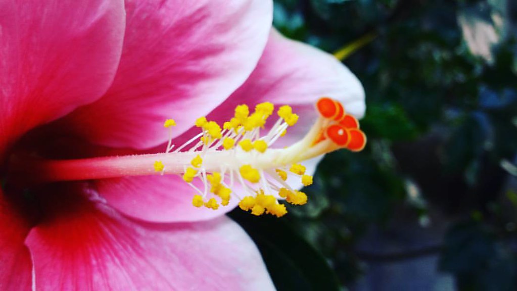 Flower Kolhapur Mobileclick Rohit Kale Flickr