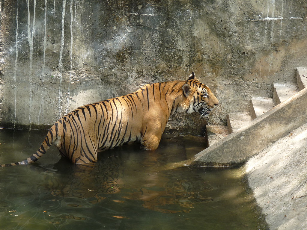 Zoo at Jubilee Park, Jamshedpur Tata steel zoologocal Park… Flickr