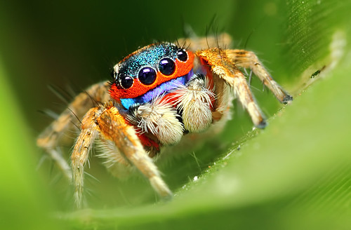 Rainbow Spider | karthikeyan shanmugasundaram | Flickr