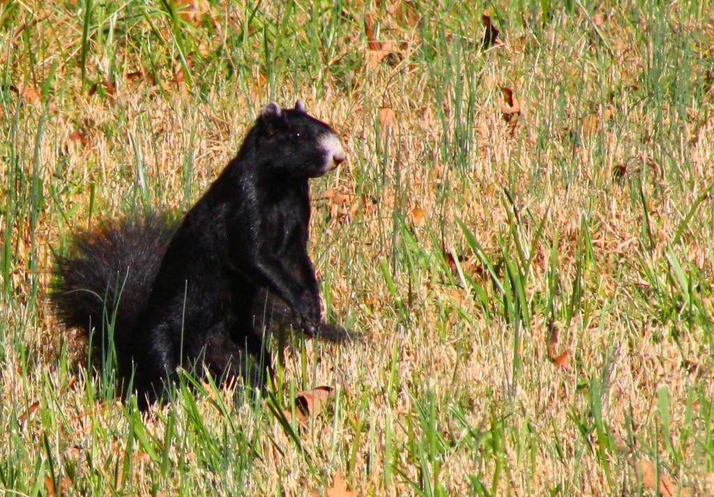 IMG_0031 Black Fox Squirrel JeanieBeachPhotography Flickr