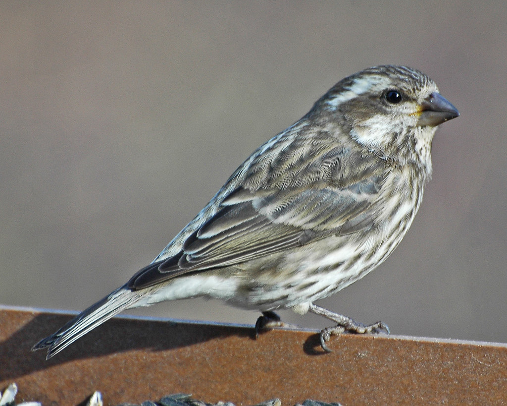Purple Finch (Female) Indiana Dunes State Park (Porter Co.… Flickr