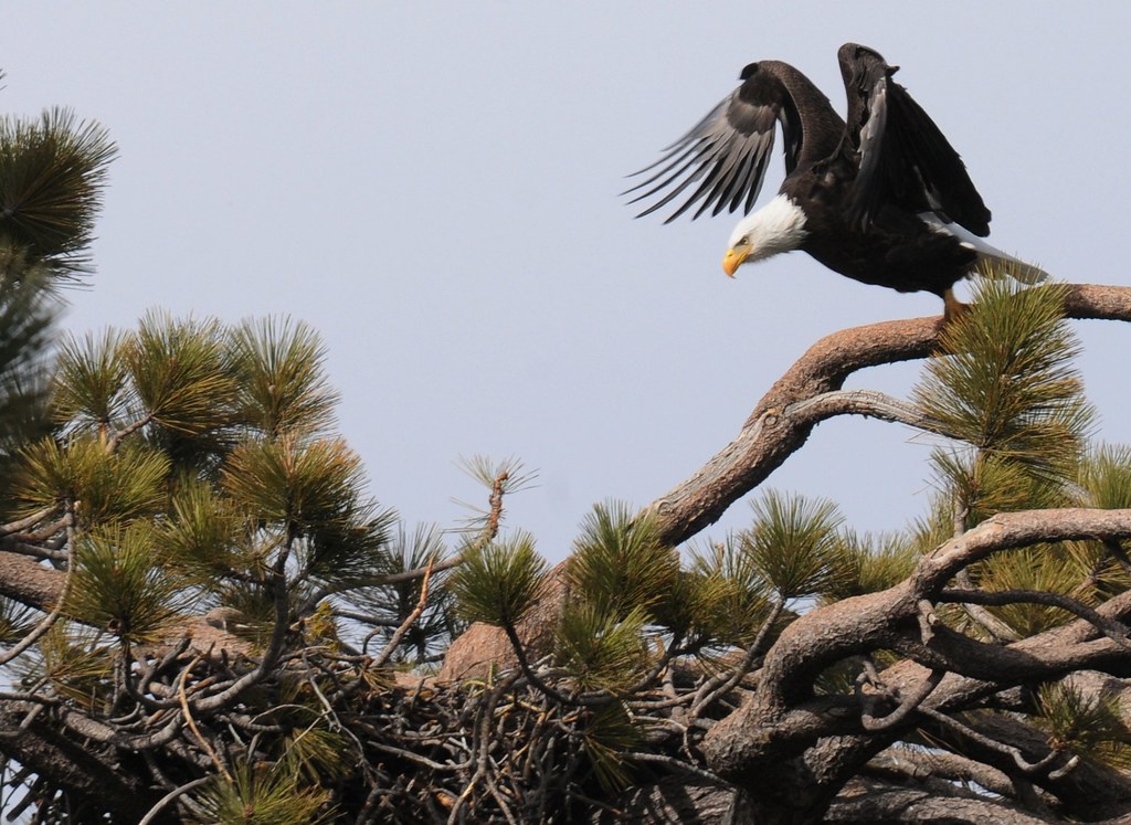 Bald eagle, Big Bear Lake area Photo by Robin Eliason/USFS… Flickr