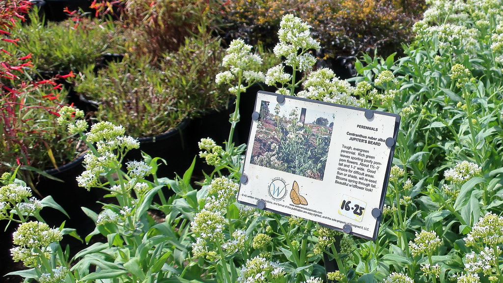 180323 065 Waterwise Botanicals Nursery, Bonsall CA Cent… Flickr