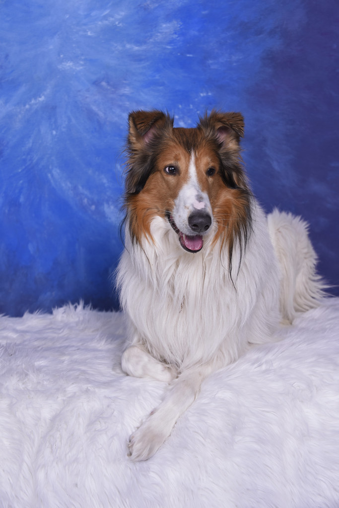 Our Rough Collie Rescue Jaxson 2161 sylvia1sam Flickr