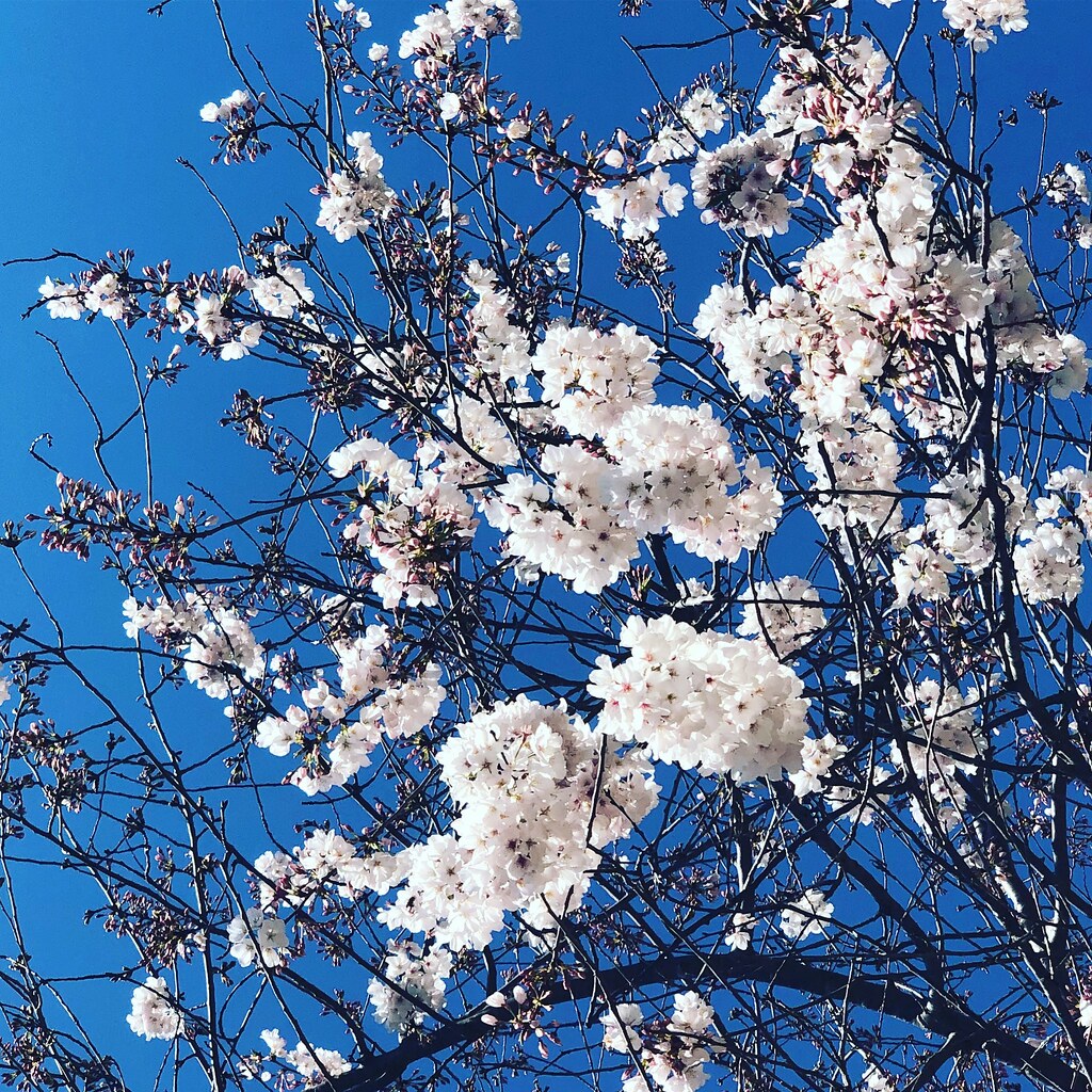 Cherry blossom in North Carolina’s spring. ProgramStateWord Flickr