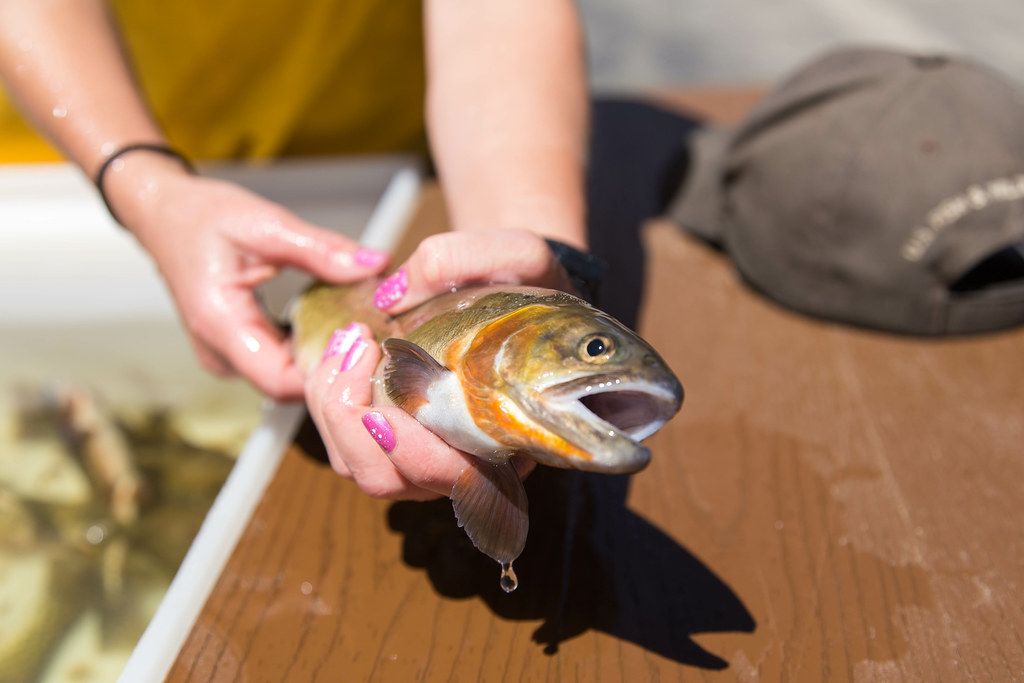 Fish Spawning At Leadville National Fish Hatchery Photo D… Flickr