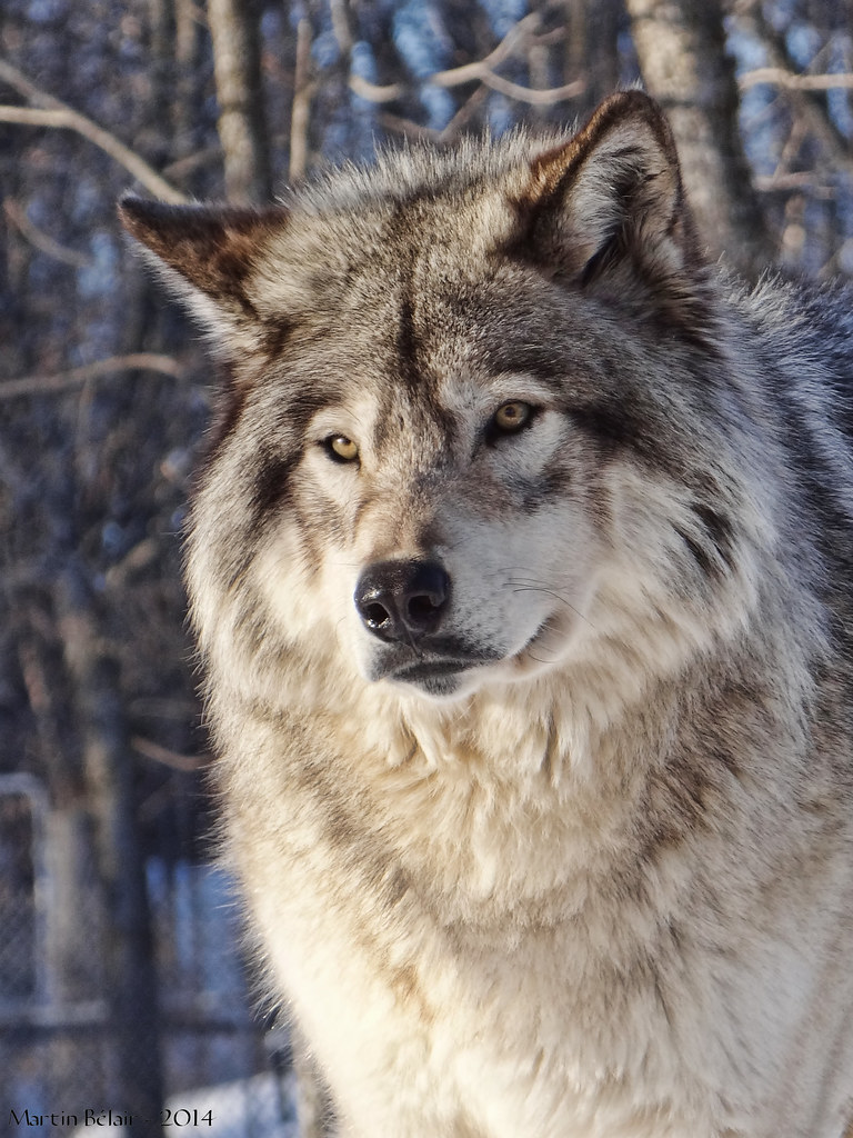 Loup Gris Grey Wolf Au Parc Oméga, Montebello, Québec, C… Flickr