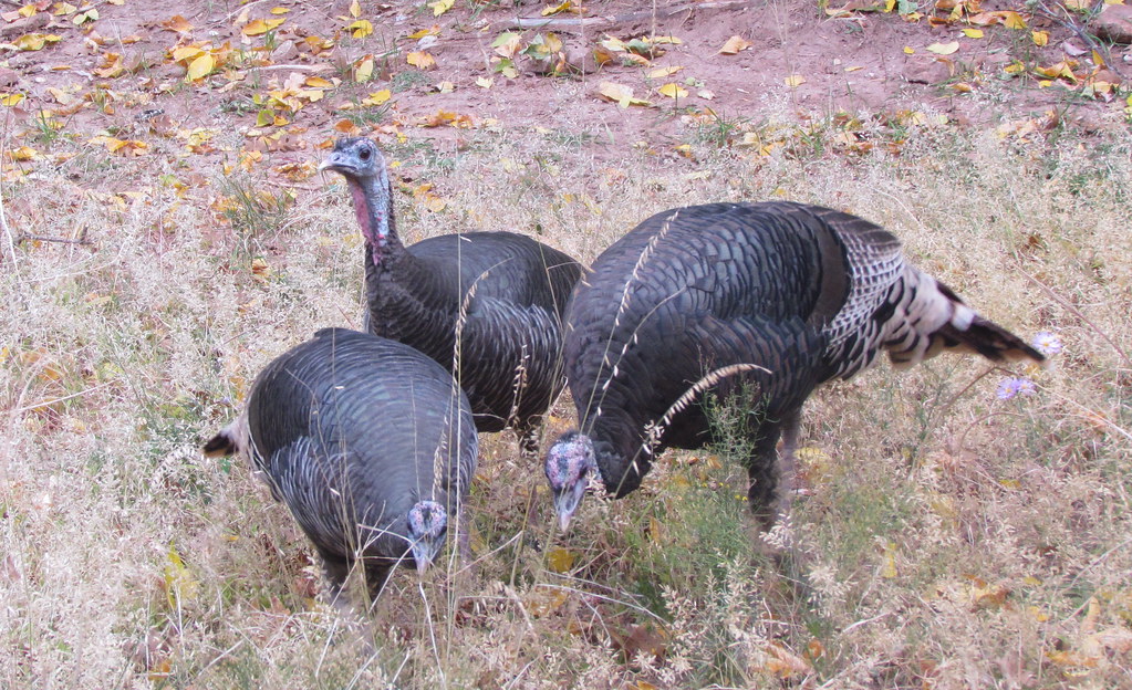 Zion National Park Wild Turkeys udbluehens (1,000,000) Flickr