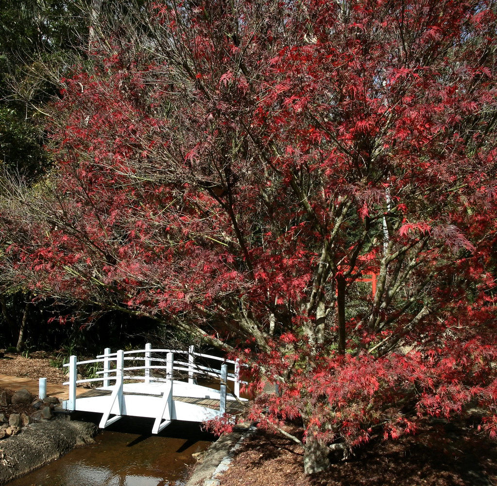 MOUNT TAMBORINE BOTANICAL GARDENS, JUNE 2012 (20) bertknot Flickr