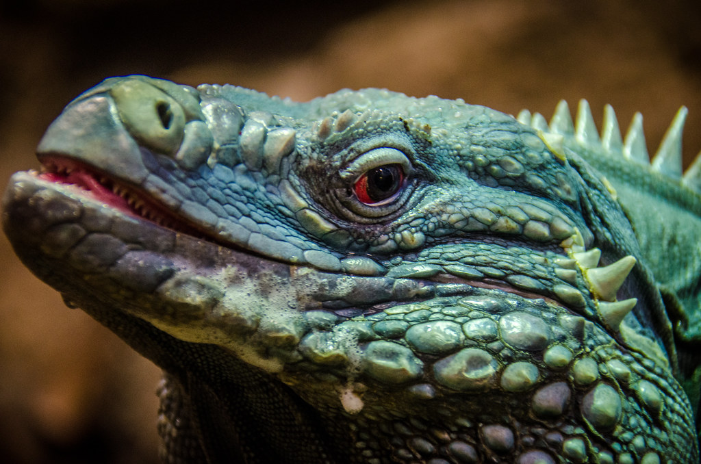 Reptile at the National Zoo m01229 Flickr