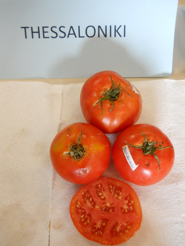 9 Best Tomato Varieties to Grow in Hot, Dry Climates Bountiful Gardener