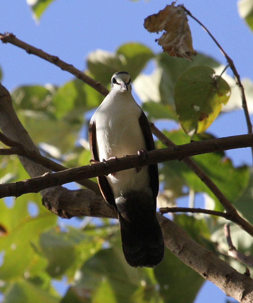 Tambourine Dove Tambourine Dove (Turtur tympanistria) Lake… Flickr