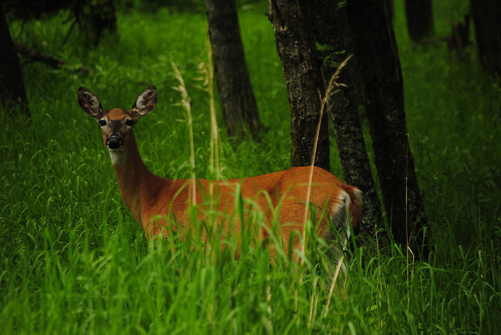 A Doe, A Deer, A Female Deer copyright Chris McEvoy Flickr
