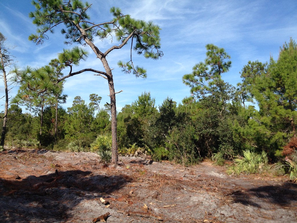 IMG_2698 Turkey Creek Sanctuary, Palm Bay, Florida Alexandre Lemieux Flickr