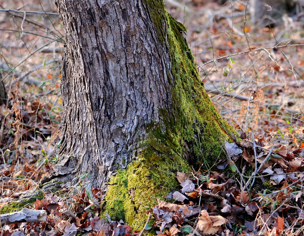 Tree Skirt The Treeskirt moss (Anomodon attenuatus) does … Flickr