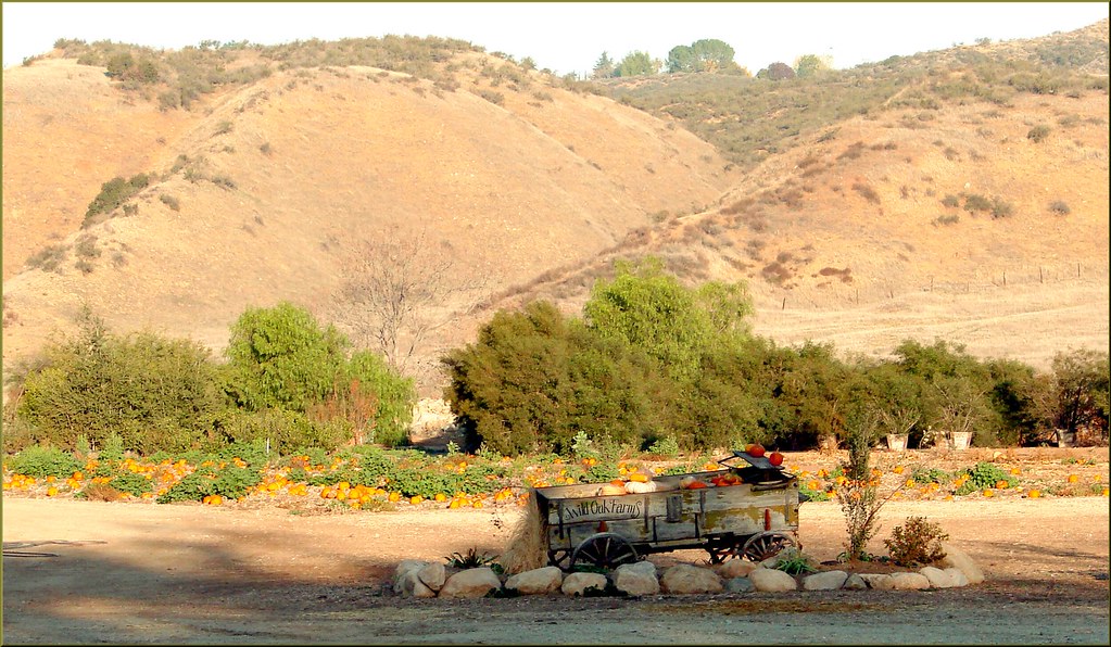 Live Oak Farms, Pumpkins 12912a (1 in a multiple picture… Flickr