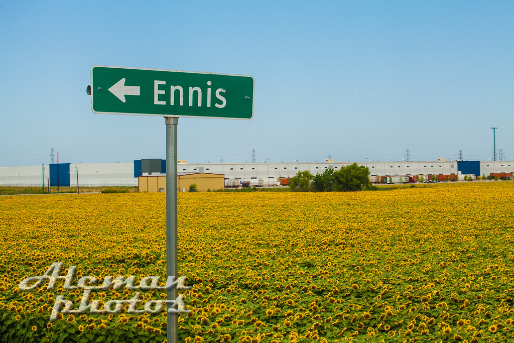 Road to Ennis Sunflower field near Ennis, Texas. Robbie Aleman Flickr