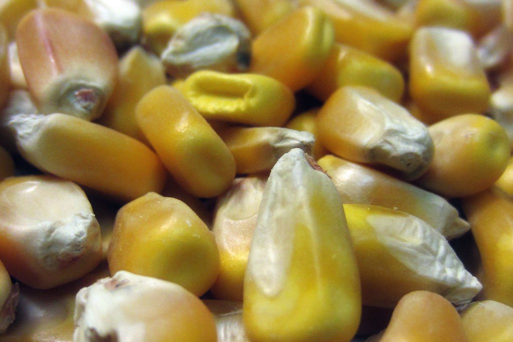 Dried Kernel Corn January 23rd, 2013 Just a pile of corn k… Flickr