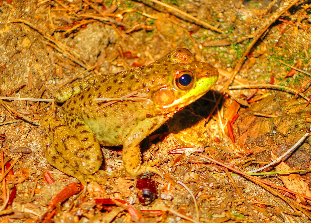 Frog 3 euan White Flickr