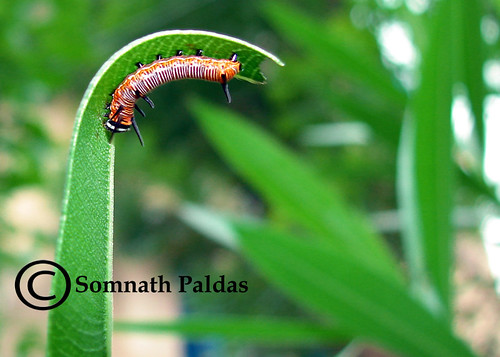 Common Crow Butterfly Life Cycle at my butterfly garden 01… Flickr