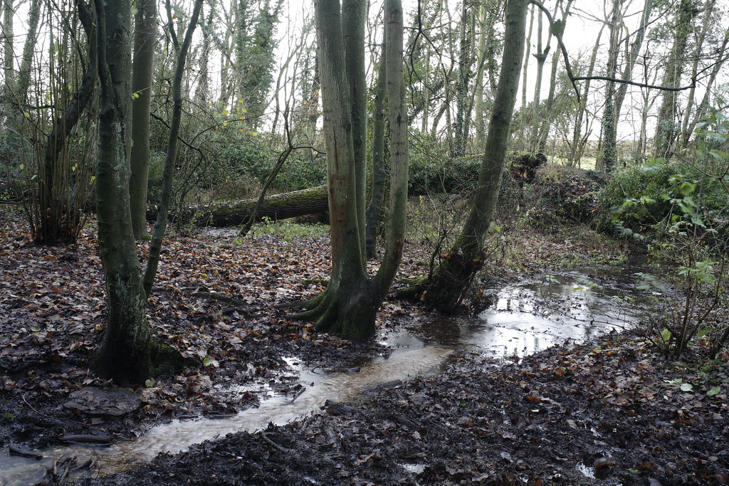 Cawston Woods davidharding Flickr