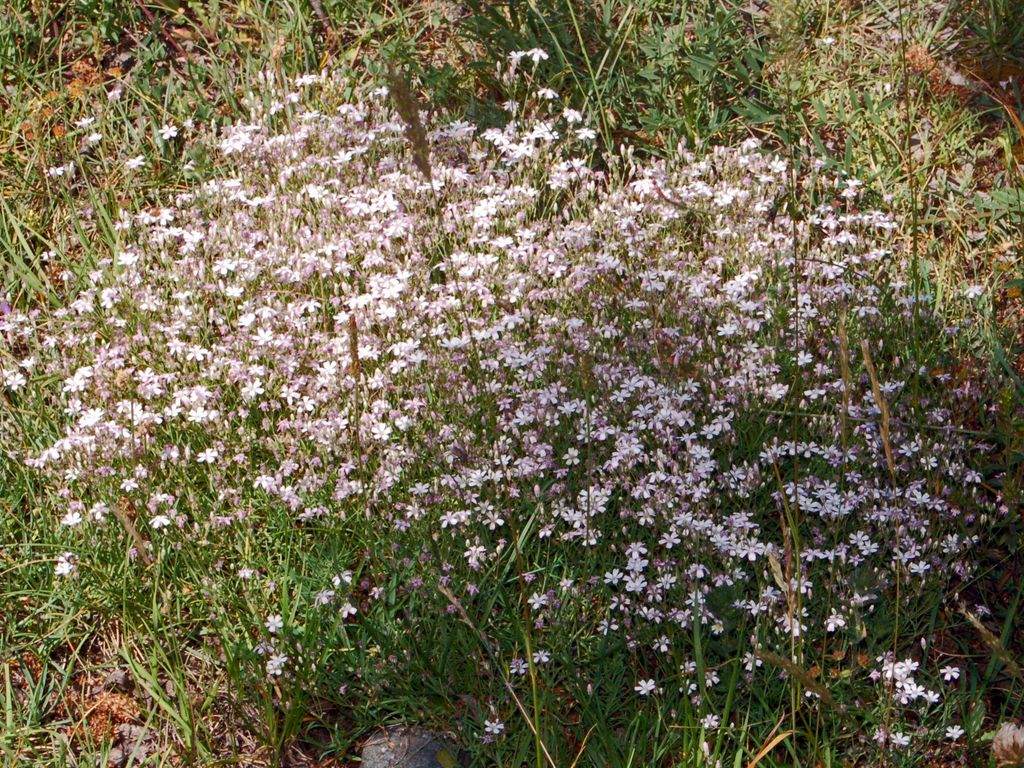 Caryophyllaceae Gypsophila repens1 Caryophyllaceae Gy… Flickr