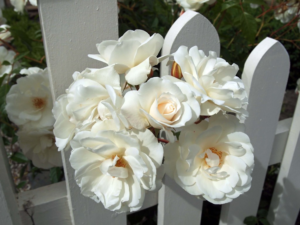 Hobart, Tasmania Roses are popular and obviously thrive. Tony