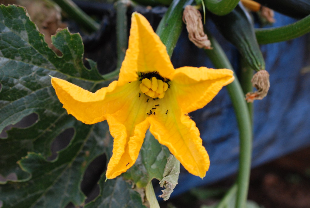 Courgette Flower with Ants Matthew Smith Flickr