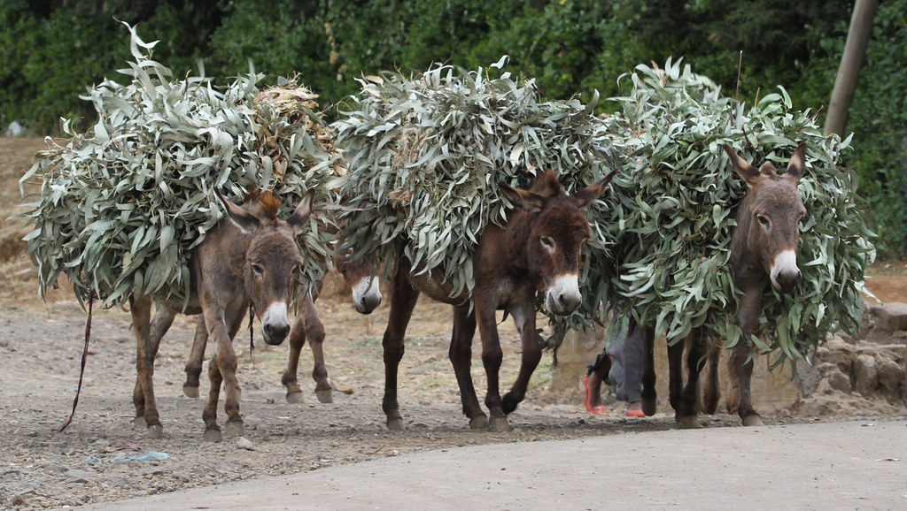 Donkeys loaded with Eucalyptus twigs Mount Entoto, Ethiopi… Flickr