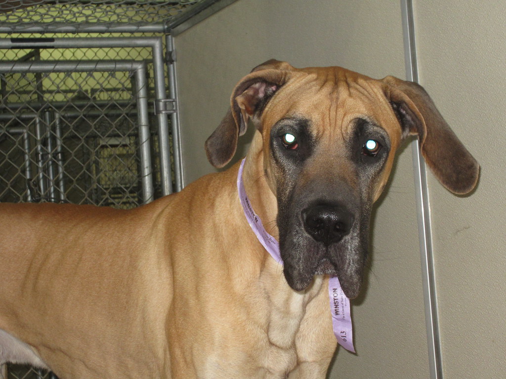 1413 (22) Suite Paws Pet Resort Flickr