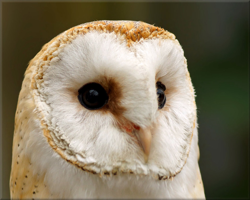 Common Barnowl The Barn Owl (Tyto alba) is the most wides… Flickr