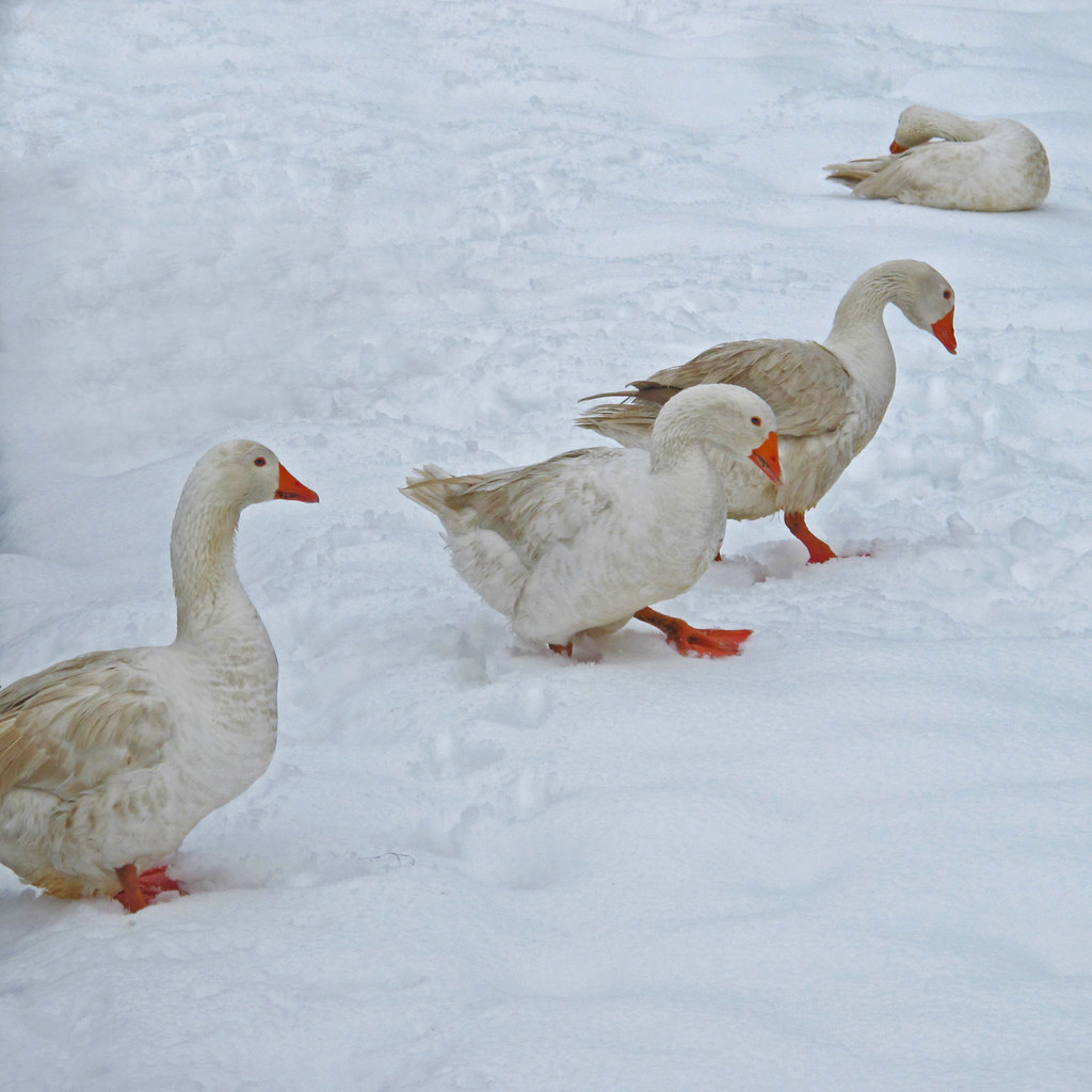 Geese in winter Cautiously testing the ground! Rosmarie Wirz Flickr
