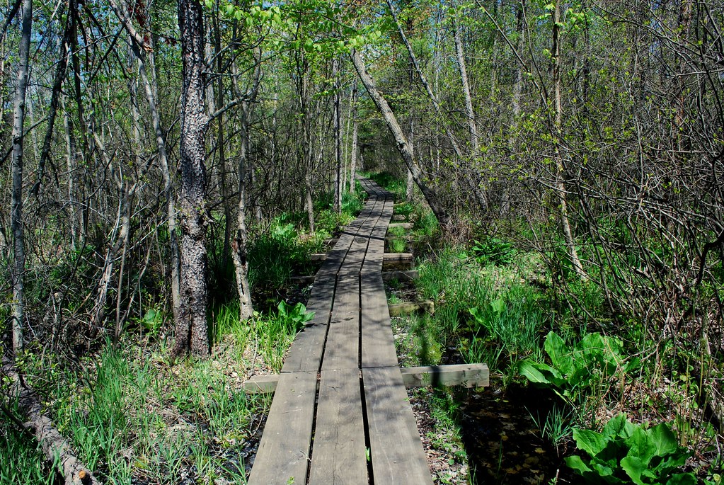 Boardwalk through the Bog Spruce Lake Bog Wisconsin State … Flickr