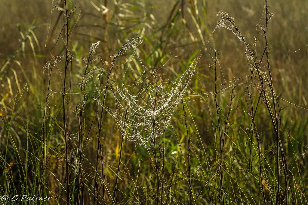 1 (3 of 13) C Palmer Flickr