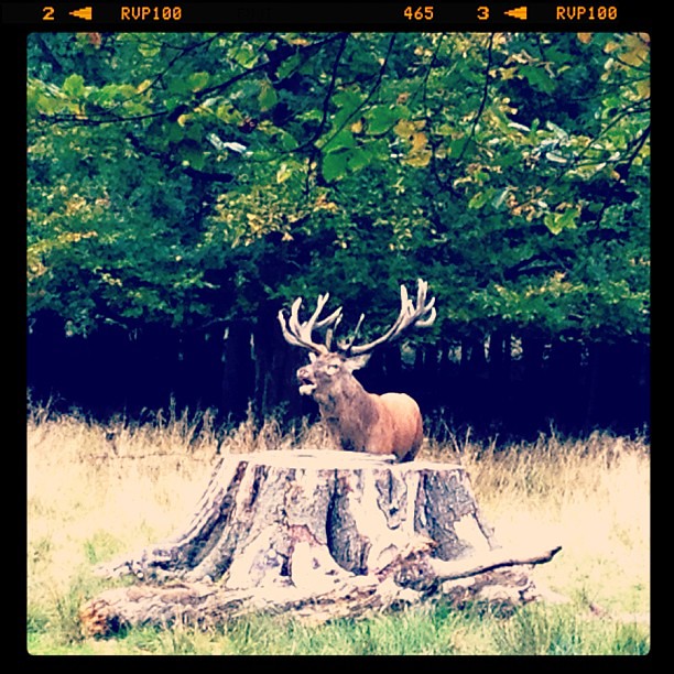 Deer in heat insta_animals photomafia photomafia_united… Flickr