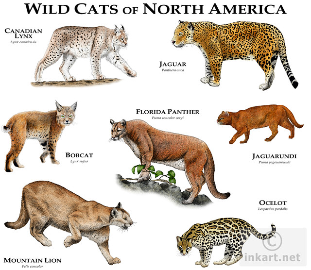 Cats in the United States Wikipedia