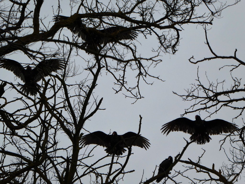 P1020561 Turkey vultures drying their wings 472018 Flickr