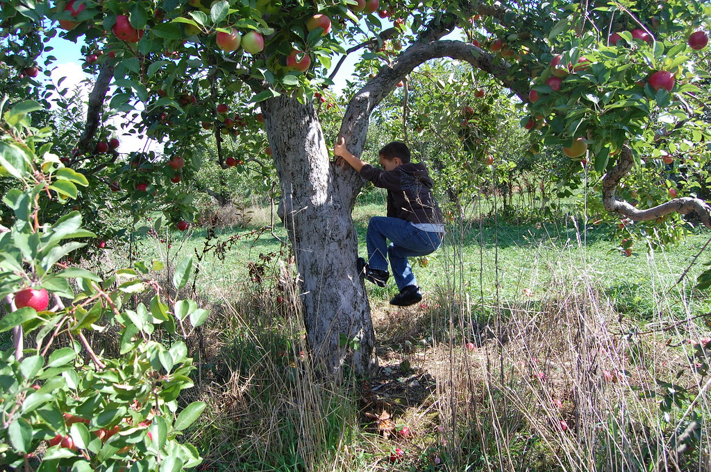 Kid Climbing Apple Tree Jordan Goodman Flickr