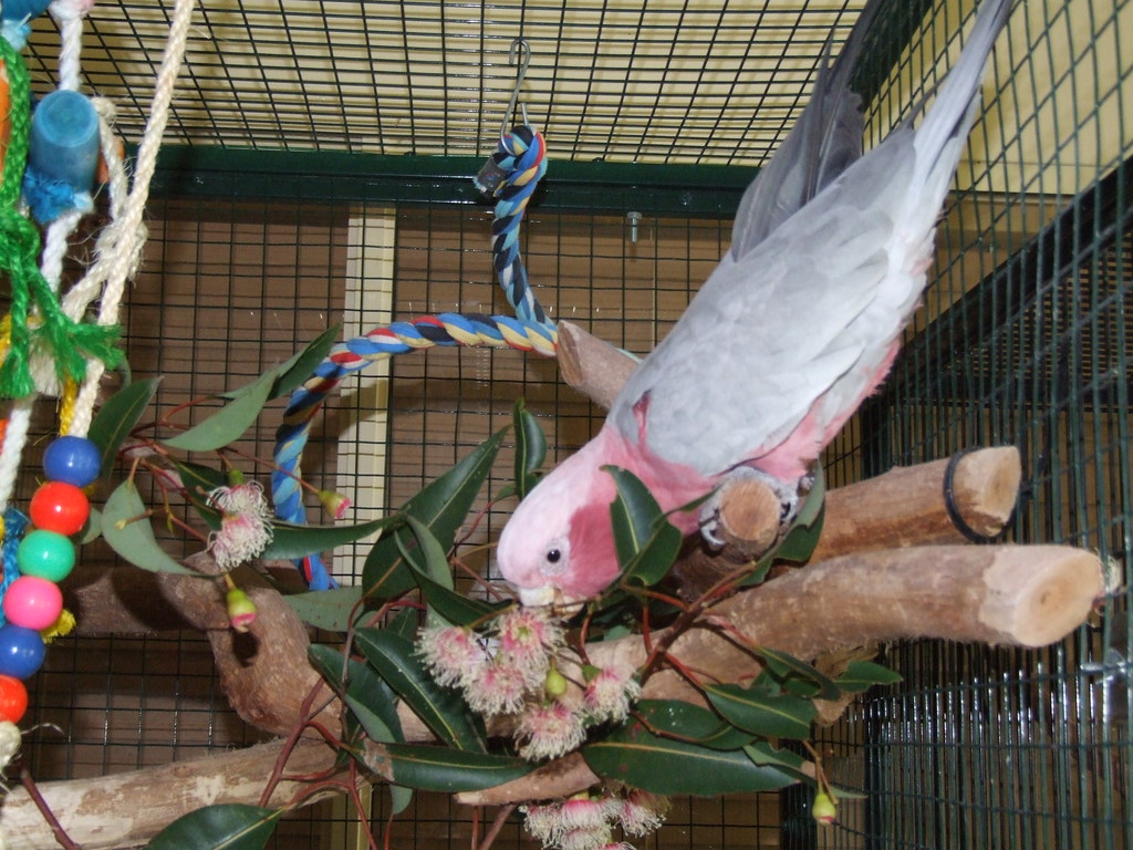 Galah eating Eucalyptus flowers Mel Vincent Flickr