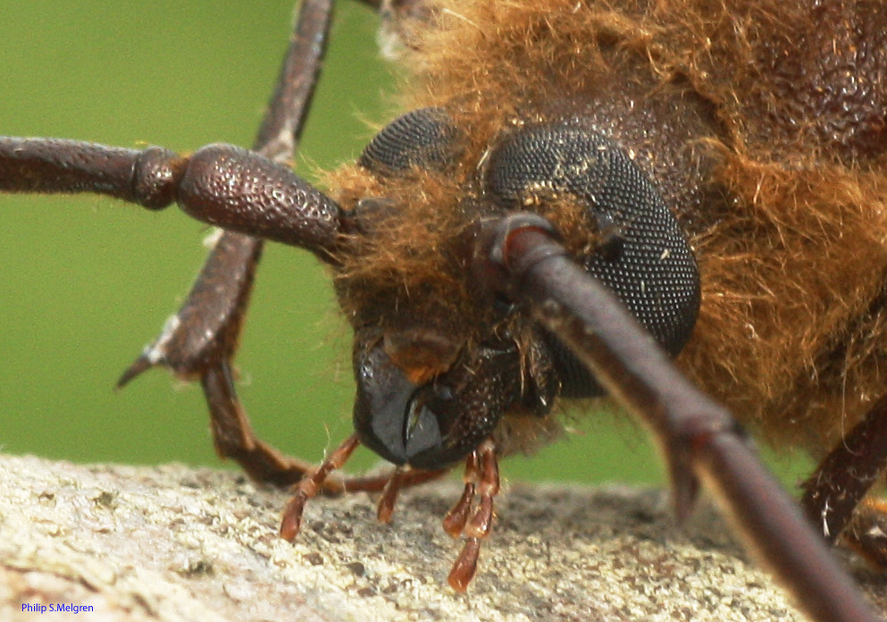 Huhu Beetle Close up of face Prionoplus reticularis. The H… Flickr