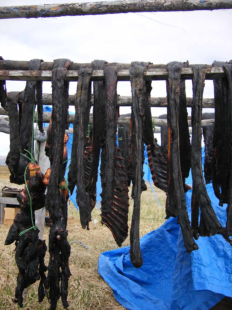 Drying Seal Meat Black strips of seal meat hang on a rack … Flickr