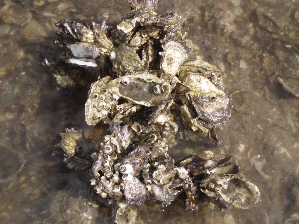 Oysters, Lake Worth Lagoon (photo 2) Oysters are natural c… Flickr