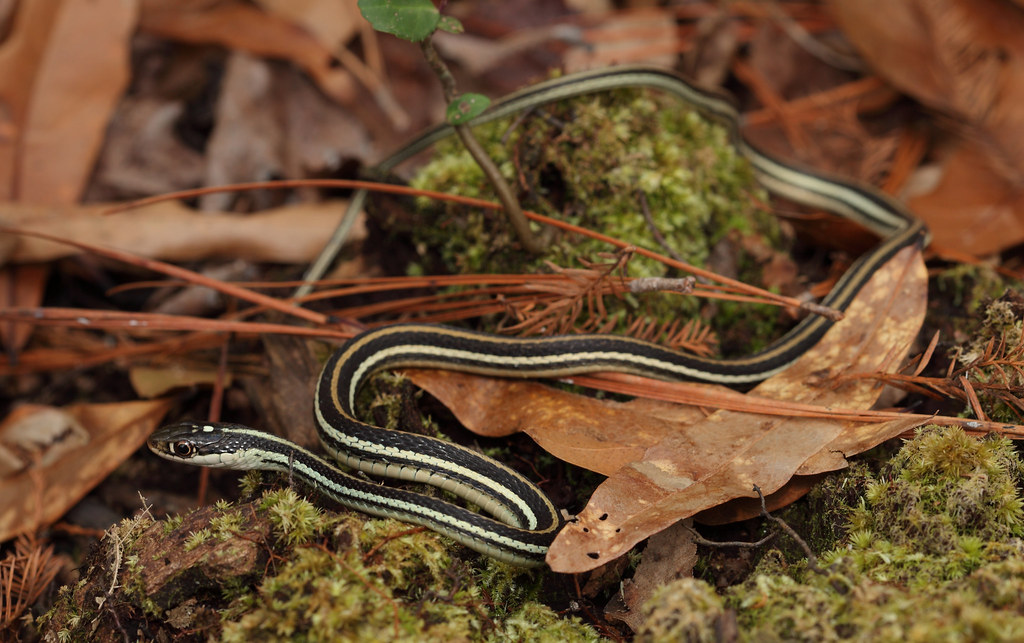 Thamnophis proximus proximus (Orangestriped Ribbon Snake