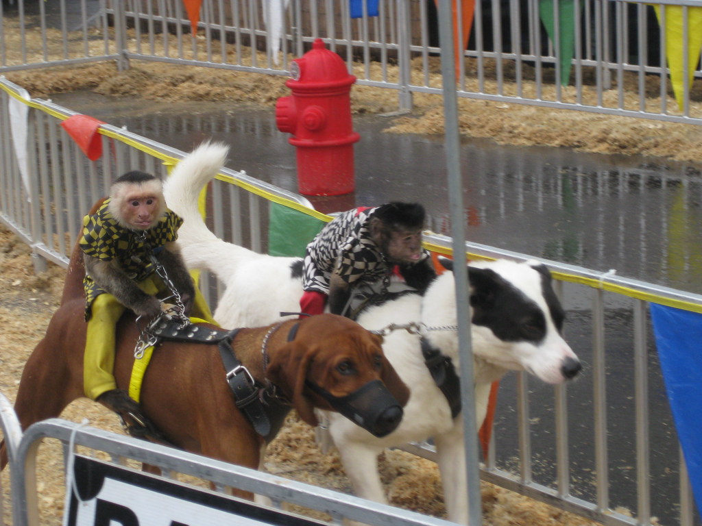 Monkey Jockeys FigmentJedi Flickr