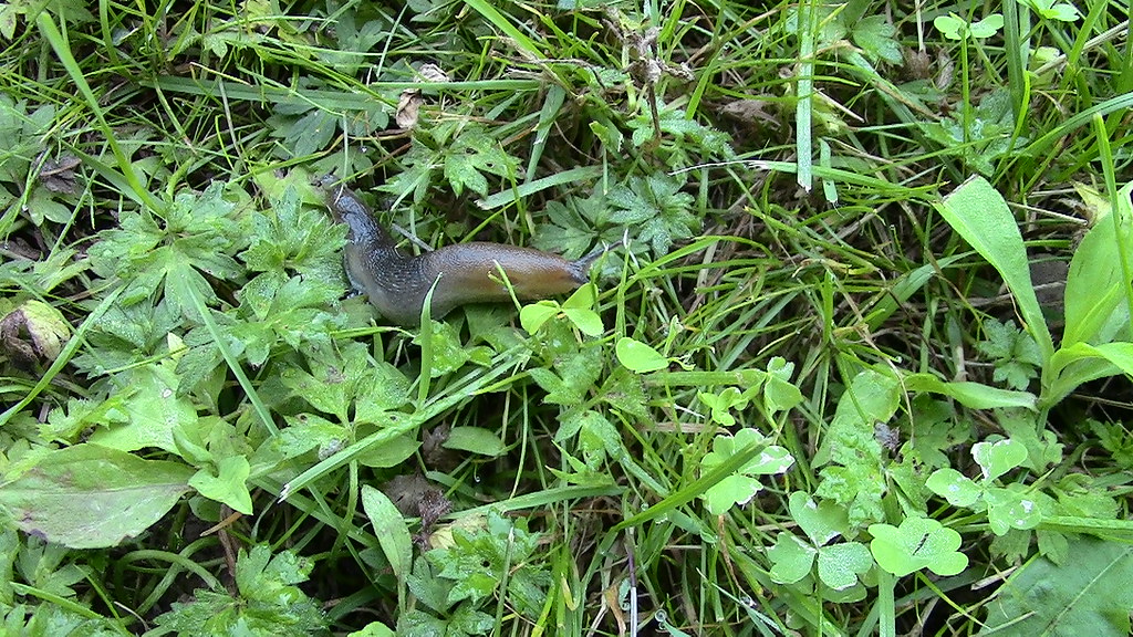 Big Slug Heading To Our Vegetable Garden Caught this slug â€¦ Flickr