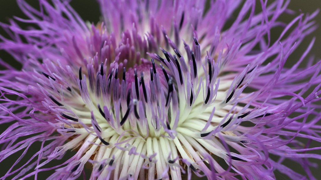 American Basket Flower (Centaurea americana) San Jacinto B… Flickr